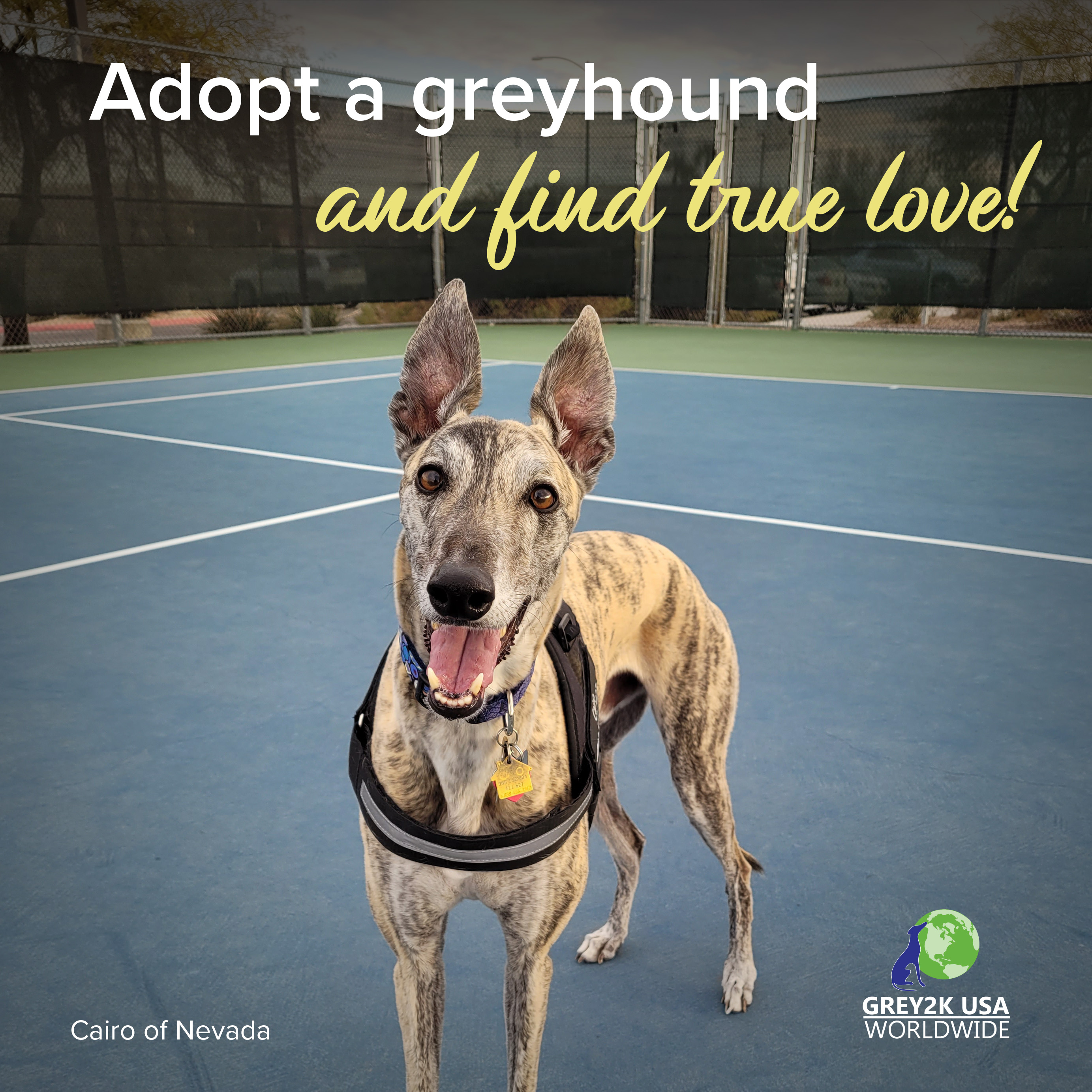 Petfinder usa best sale