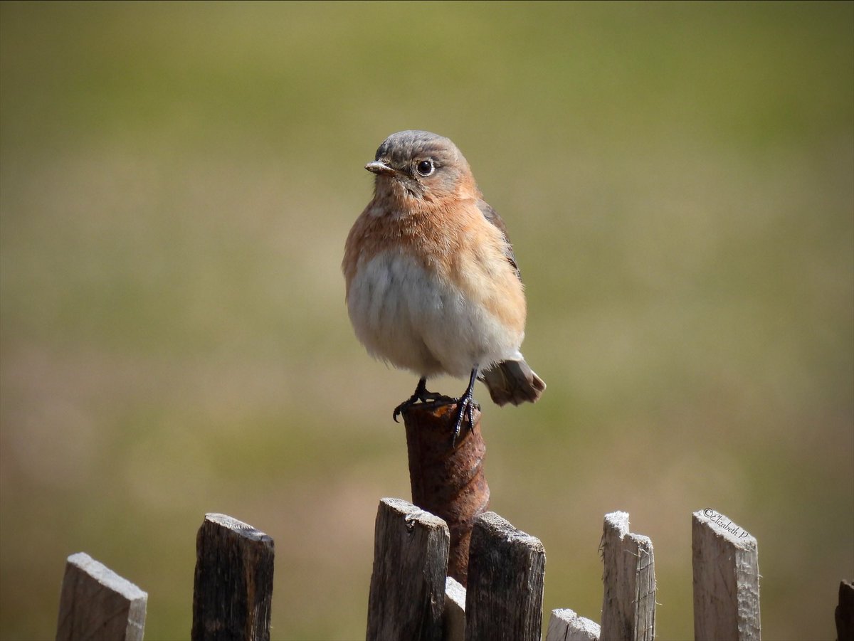 #EasternBluebird today 02/29/2024 in Prospect Park, Brooklyn. @BirdBrklyn .