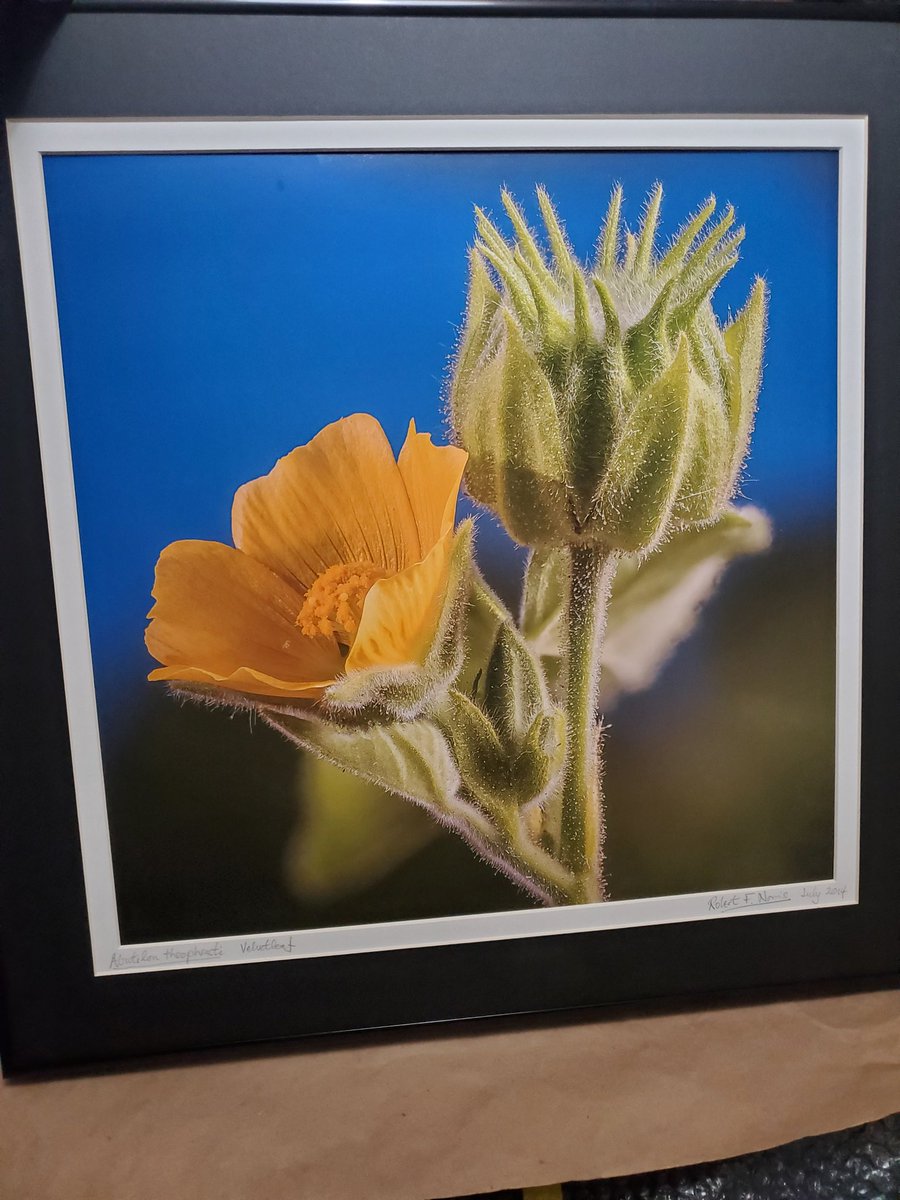 WSWSstudents's tweet photo. We have a beautiful portrait of the velvetleaf flower that will be up for auction at the WSWS silent auction next week, don't miss out! It would look great in your office.  Thank you to Dr. Robert Norris who donated the portrait! https://t.co/qoR8uhhoSl
