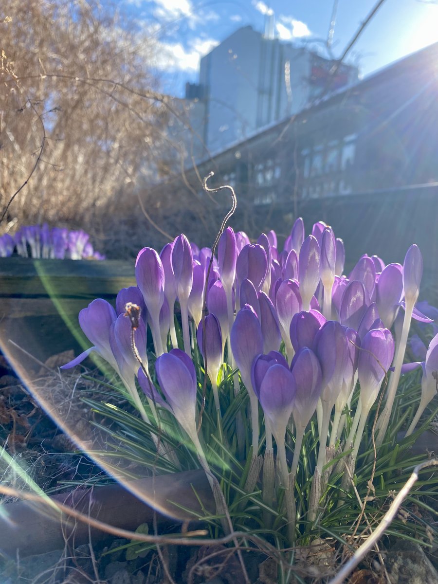 highlinenyc's tweet image. The crocuses are here—you know what that means, New York! 💜 #signsofspringnyc