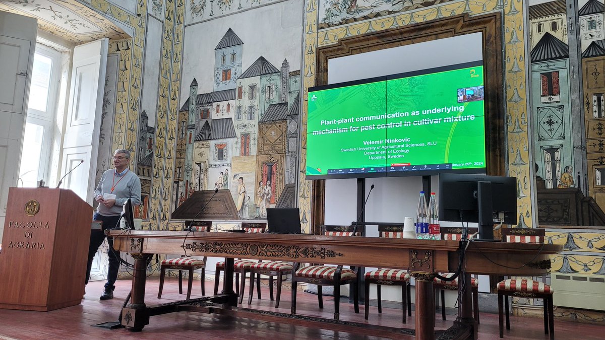 SamCook_IPM's tweet image. Inspring work from @LabNinkovic on mechanisms of aphid reduction in cultivar mixtures: plant - plant communication responsible for aphid repulsion and reduced population growth @ecostack