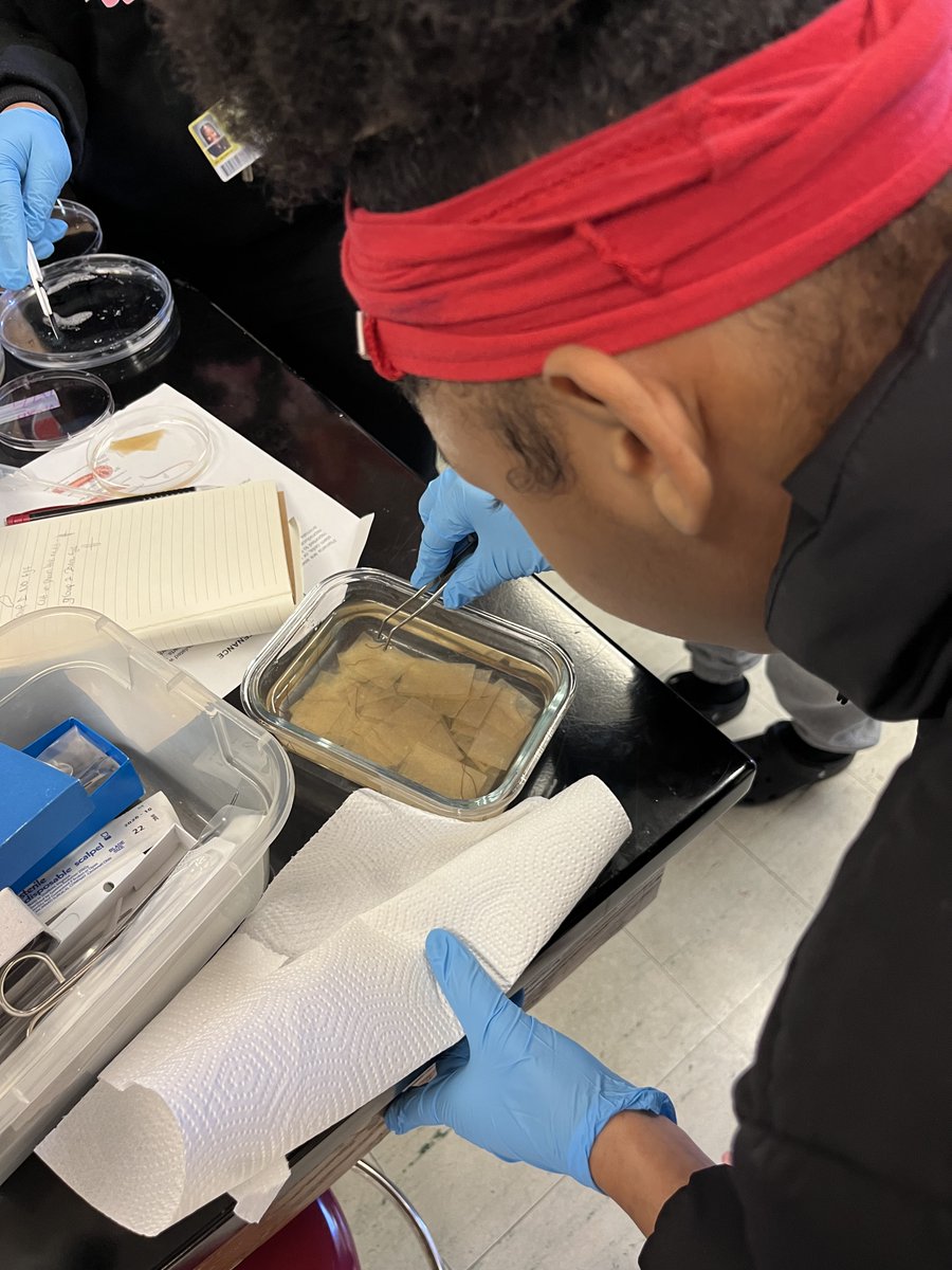 Students at Lincoln-West used their leap day to learn more about the effects of cigarette smoke, CBD, and limb regeneration! Check them out as they smoke some plants, dissect a hermit crab brain, and maintain their black worms (Lumbriculus variegatus) 🌿🦀🪱