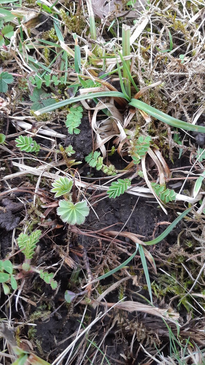 Here in N. Yorkshire it is still rosette time. Carline Thistle (Carlina vulgaris), Salad Burnet (Sanguisorba minor) & a native dwarf Lady's Mantle (Alchemilla filicaulis Ssp. vestita)