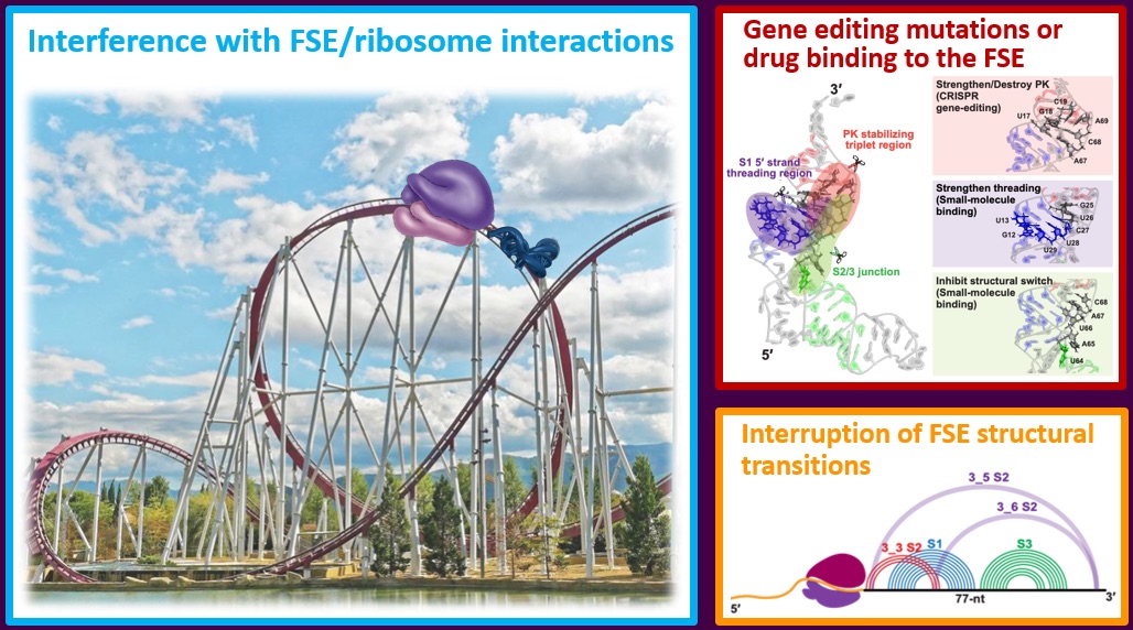 Congrats to Tamar Schlick on a $1.5M NSF DMP Grant to study RNA modifications of frameshifting stimulators! as.nyu.edu/departments/ch…