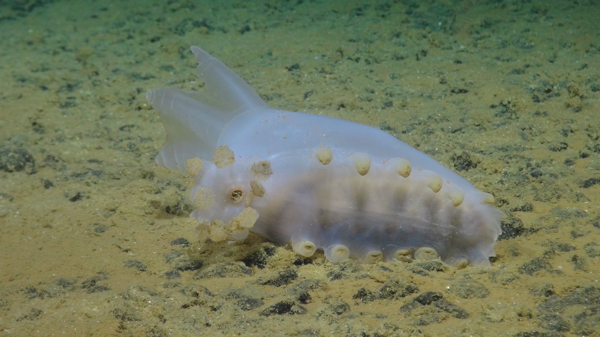 M_Hartl's tweet photo. #smartexccz day 24: more amazing #biodiversity on the sea floor 4,000m beneath us in the #CCZ #deepsea #lifeofanacademic
@CMBB_HWU
@HWU_EGIS
https://t.co/cyD9gQpaWV https://t.co/XwnE6Uk766