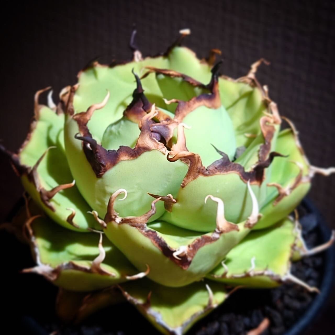 CR plants on X: 