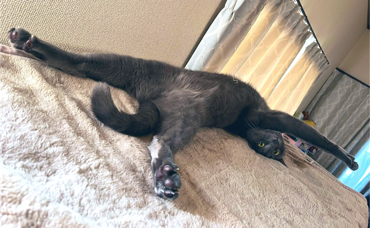 sam_amu_ram's tweet photo. めっちゃ広がってる笑
#cat #猫のいる暮らし #猫好きさんと繫がりたい https://t.co/E6xRPYUa3a