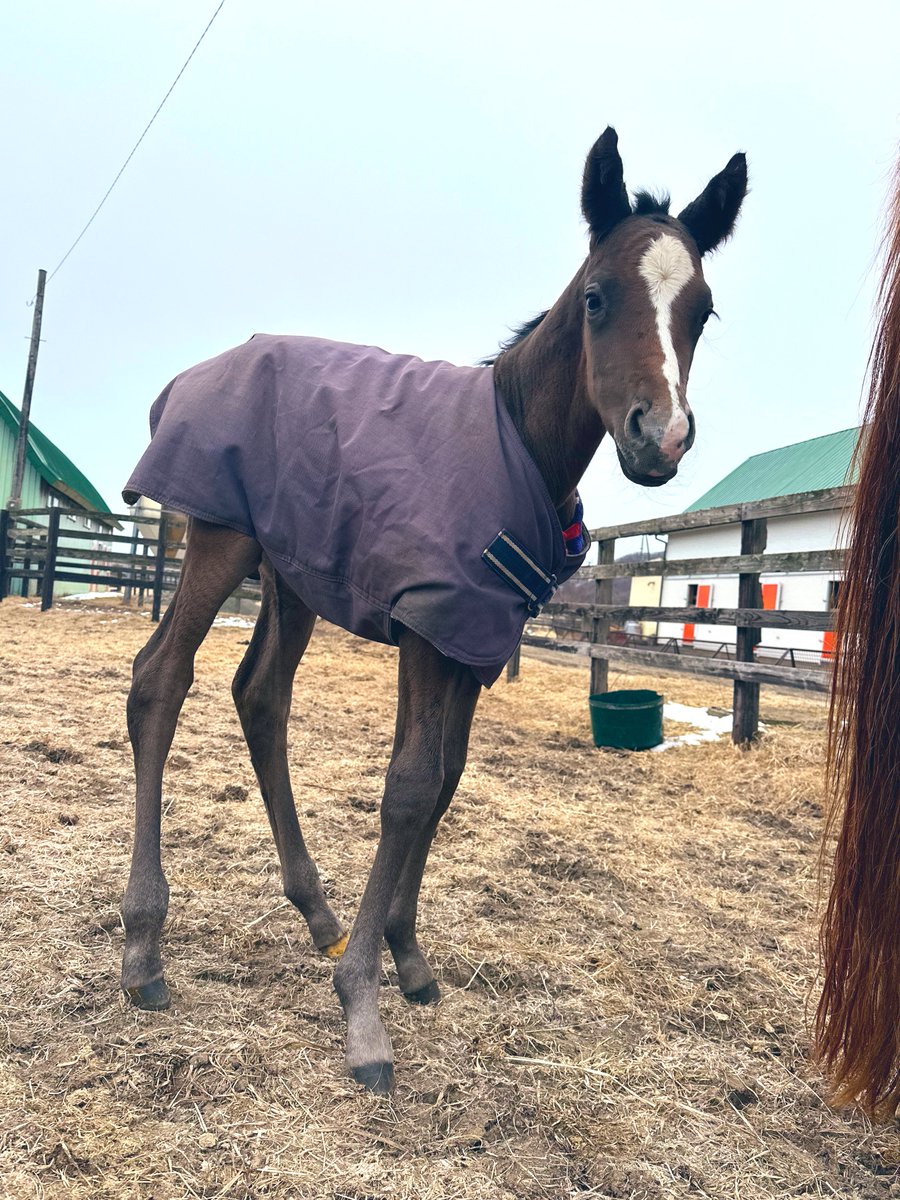 ポメ吉 - Search / X