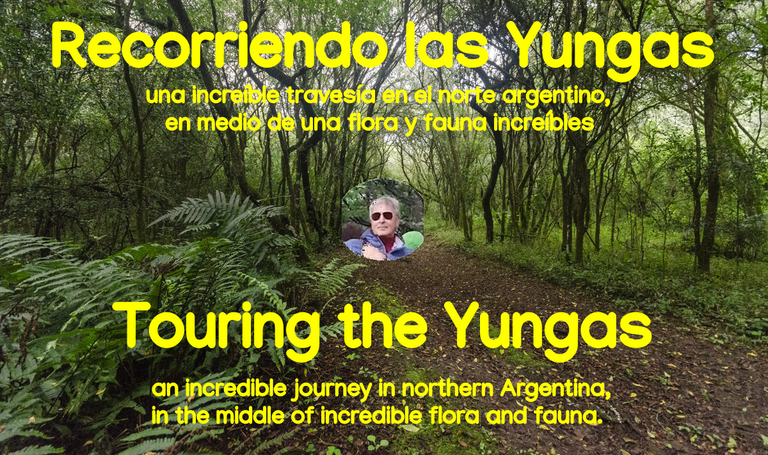 belmaxhugo's tweet photo. Recorriendo las Yungas, una increíble travesía en el norte argentino, en medio de una flora y fauna increíbles. https://t.co/OMXc2T4M9D https://t.co/5lLwZ0a1hF