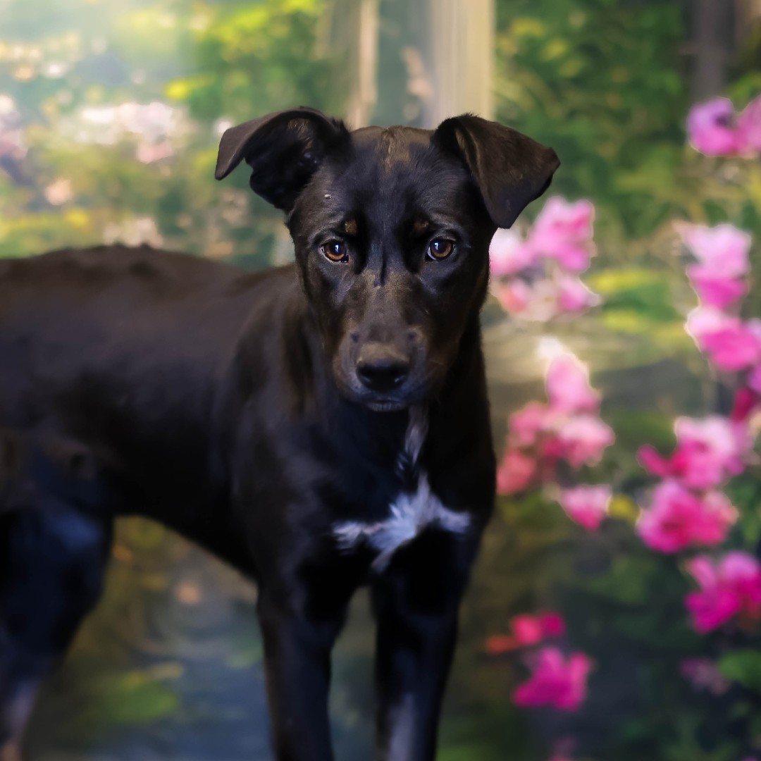 This pweshus widdle baby is Spot!! ⚫ She is SO cute and only 5 months old! She loves to play with other pups and is looking for a family to call her own! Could that be you? Come to PAWS and meet this sweet little babe M, T, Th, F, Sa 12-5pm.