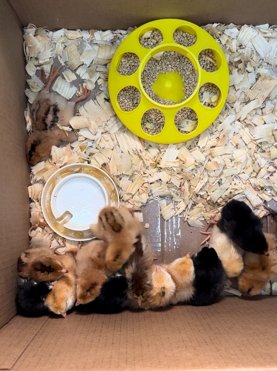 We hatched baby chicks! We have 15 and 3 more on the way. This is one of our favorite activities each year, thank you <a href="/ECISDScience/">Ector County ISD Science</a> <a href="/BlackshearElem2/">Blackshear Elementary School</a> 🐣🐣🐣🐥🐥🐥