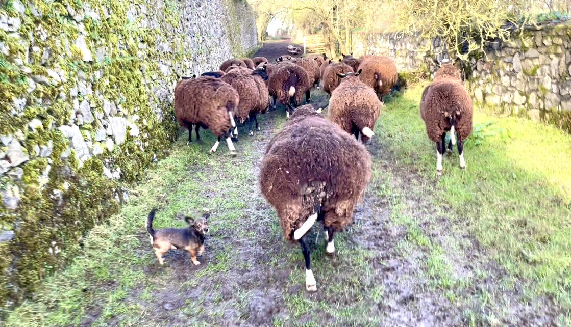 Inca • Worlds Smallest Sheepdog tweet media