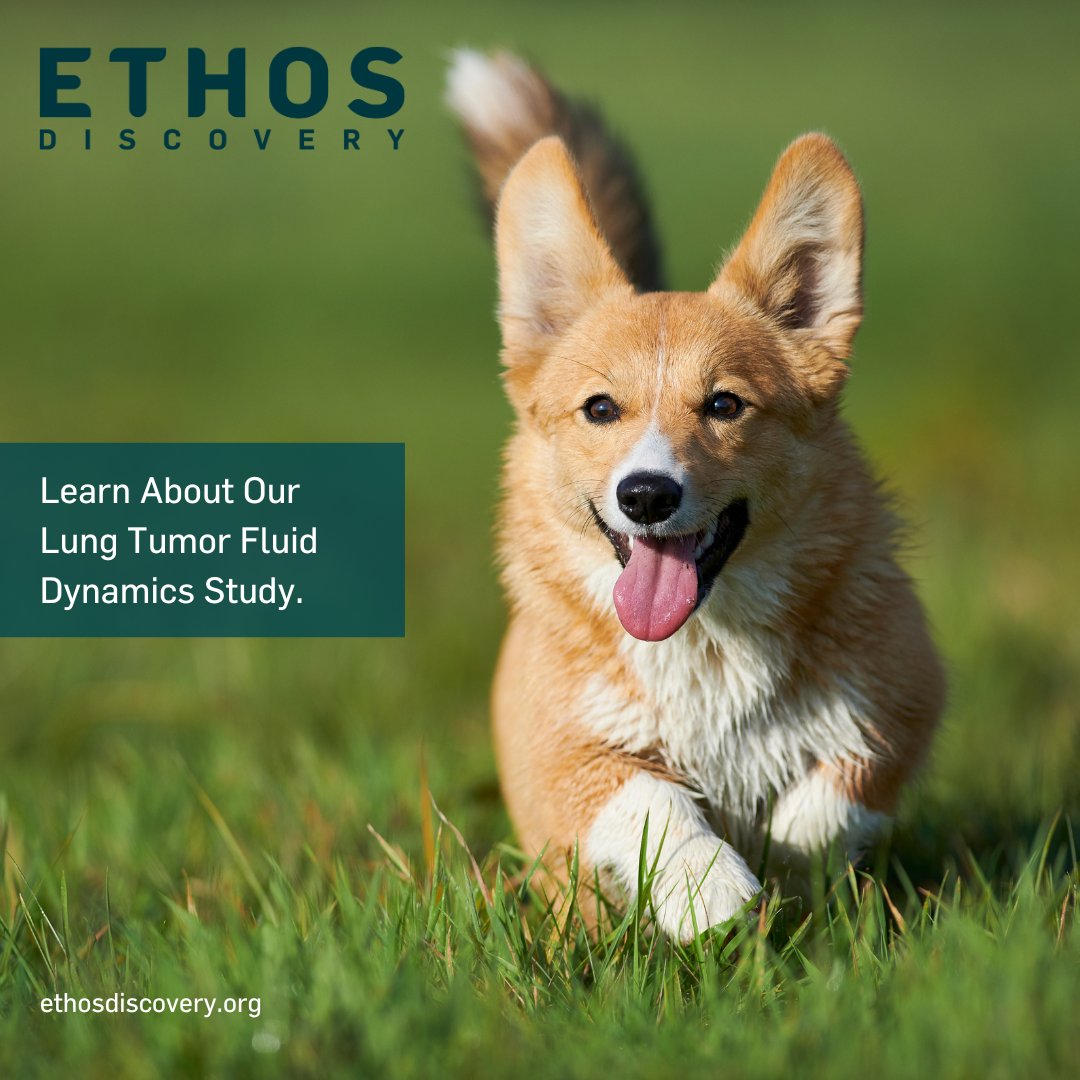 Join our study aiming to understand drug behavior when injected into lung tumors in dogs. Goals: Explore drug distribution post-injection into tumors. Evaluate fluid dynamics post-op for lung tumor removal. Contribute to advancements in treatments for canine &amp; human lung tumors.