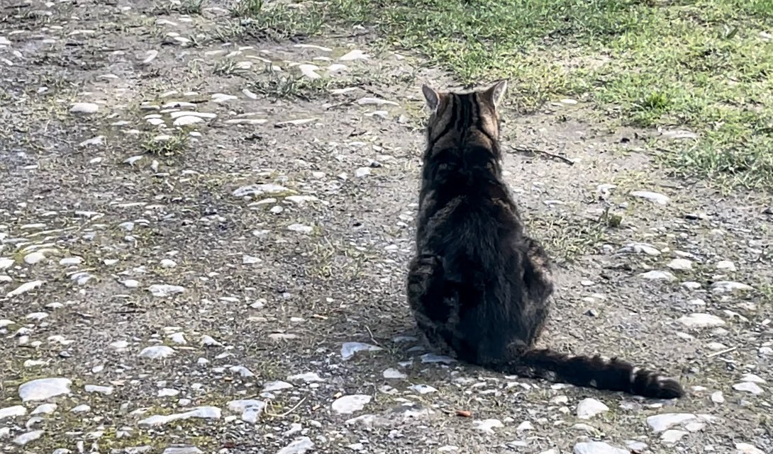 Bodacious the Shepherd Cat tweet media
