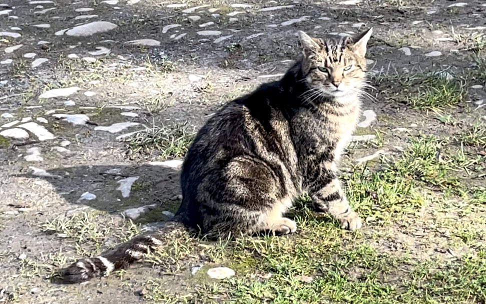 1CatShepherd tweet picture