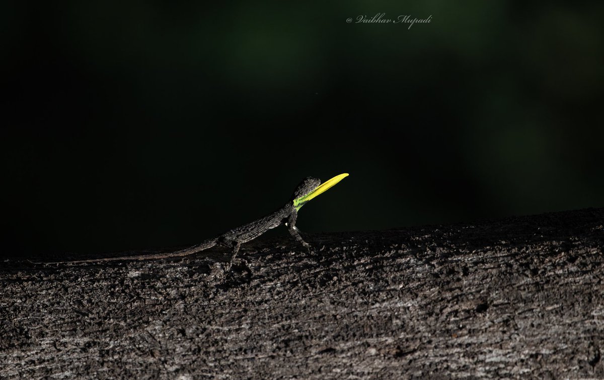 im-wildvaibhav tweet media