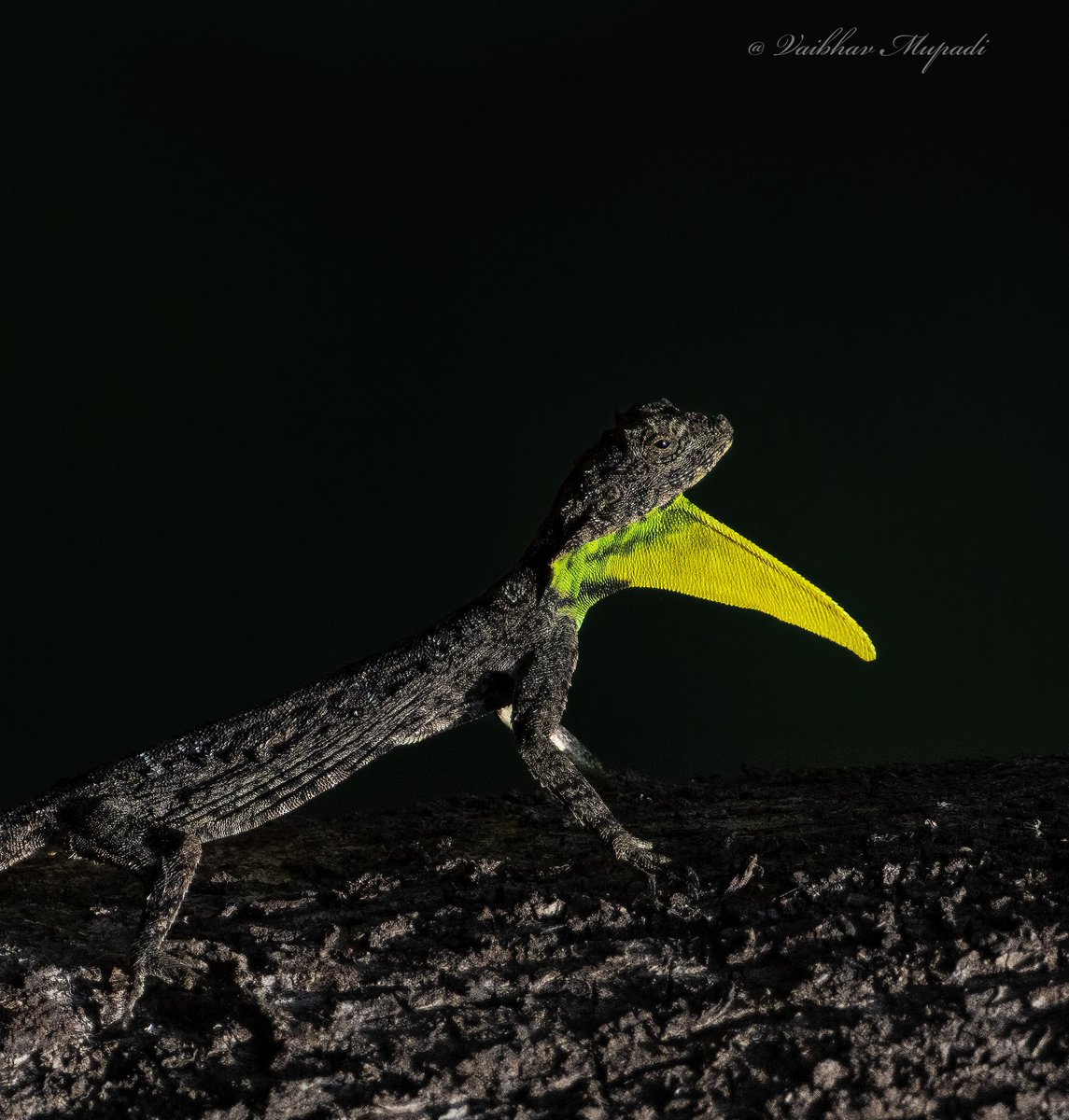 im-wildvaibhav tweet media