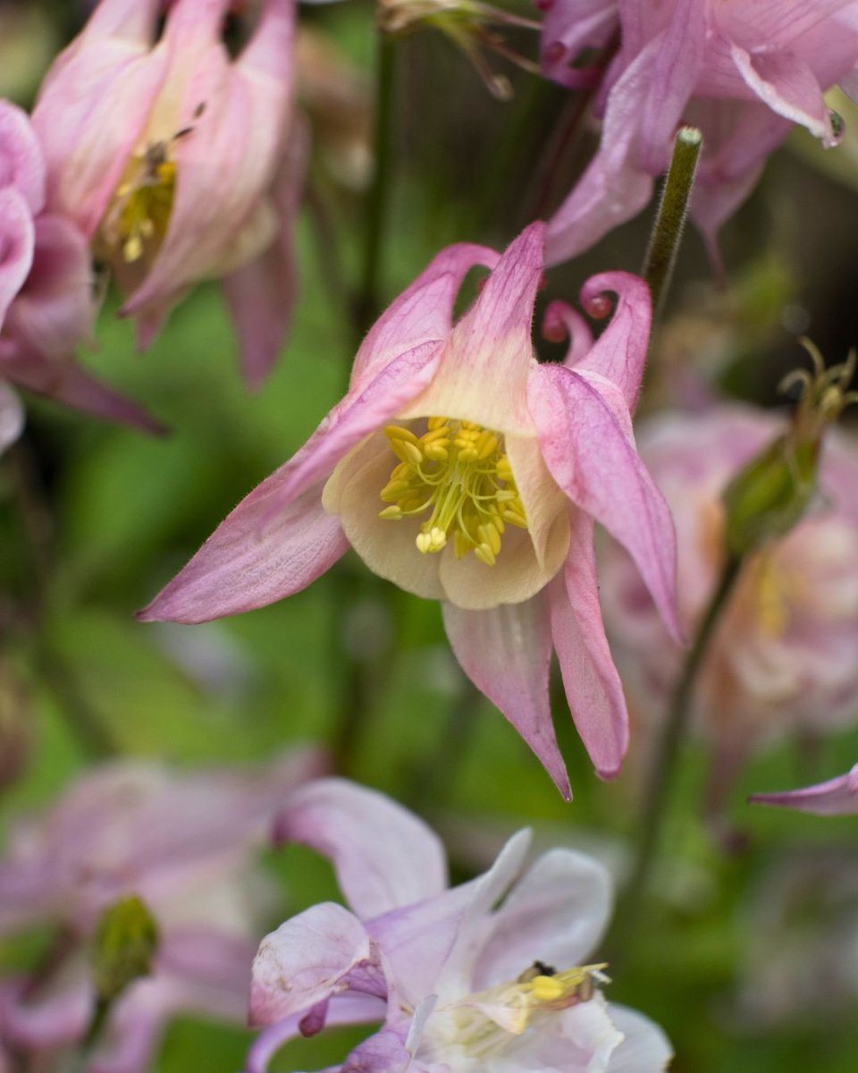 Hey all - happy Friday. 
#FridayPink #FlowersonFriday #GardeningTwitter