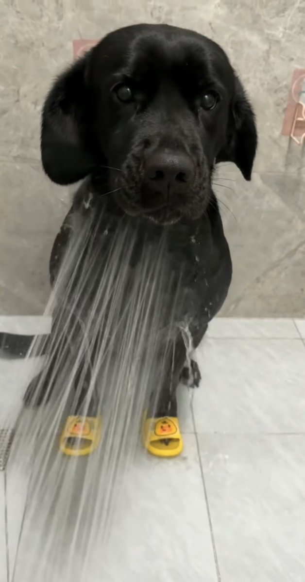 ¿Cómo bañar un perrito en 6 sencillos pasos? 🧵 Paso 1: Enjuagar al perrito con agua tibia para una experiencia más placentera (dependiendo el clima). Pd: Si tiene chanclitas, póngaselas para evitar que se resbale con el suelo mojado.