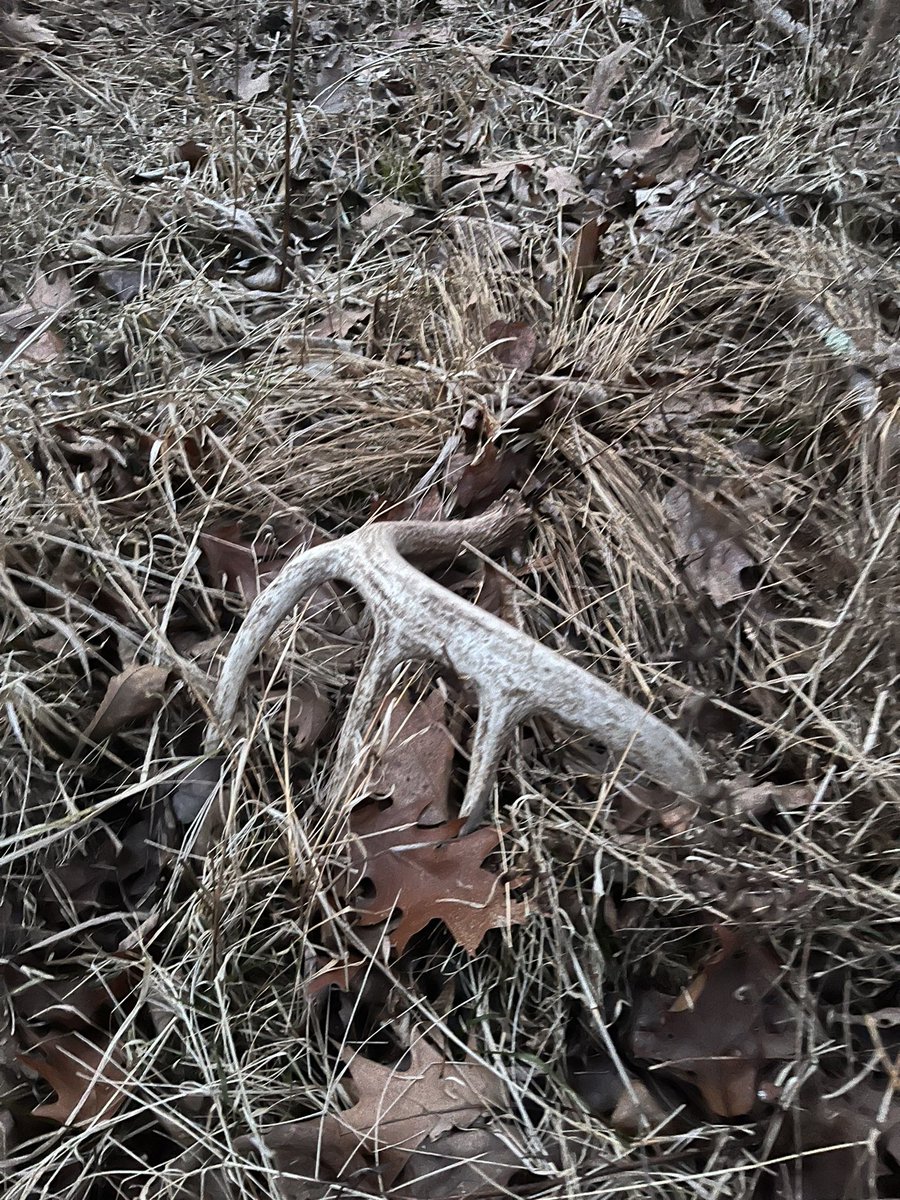 Don’t get much better❤️

#shedrally #shed #antler #whitetail