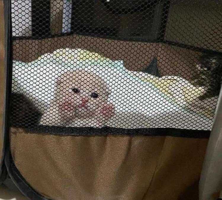 Daveawaymx's tweet image. ❤️‍🩹 No me considero un buen amigo honestamente, eso siempre me anda dando pa abajo… el aislamiento y auto sabotaje al que me someto NO ES LA RESPUESTA, tengo la meta este año de mejorar mi relación con amigXs

Debo dejar de ser esa silla vacía, ese tono de marcación sin respuesta