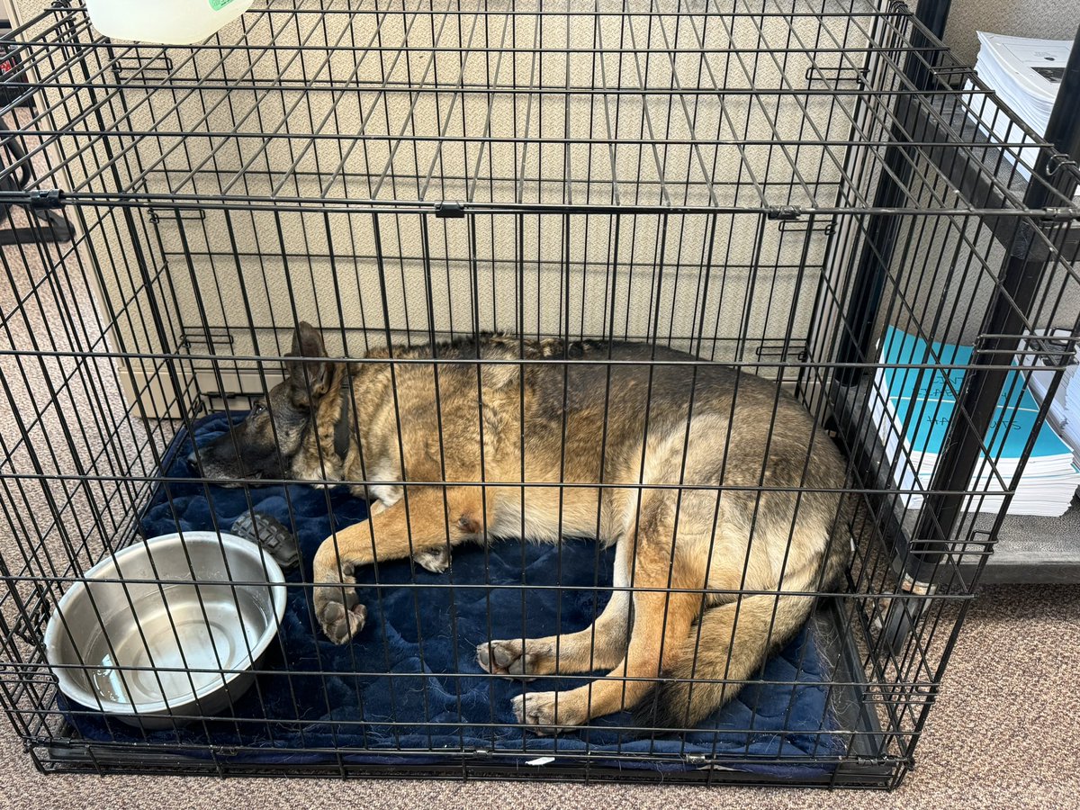 Retired life!  #retired #retiredlife #retiredk9 #itsadogslife