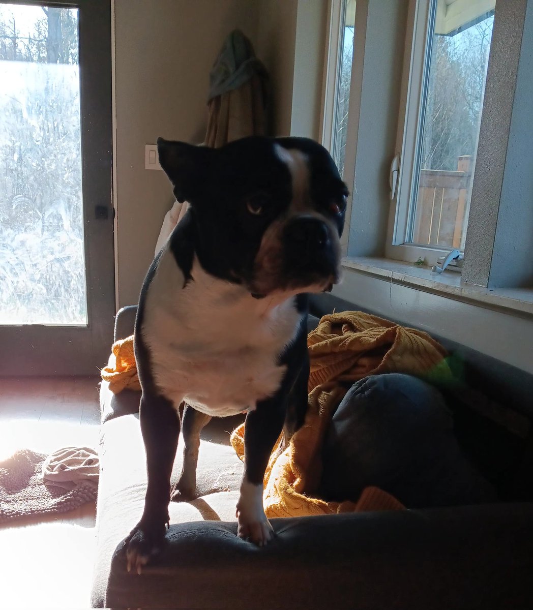 introvertedpnw's tweet image. Hope everyone is doing well! I started a new job, so time to post is lacking. Here&apos;s the trifecta of amazingness!