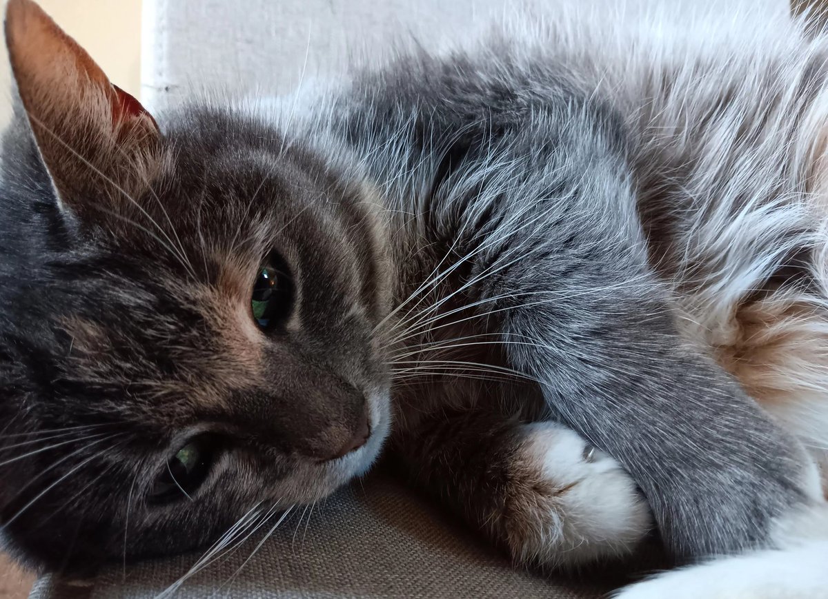 introvertedpnw's tweet image. Hope everyone is doing well! I started a new job, so time to post is lacking. Here&apos;s the trifecta of amazingness!