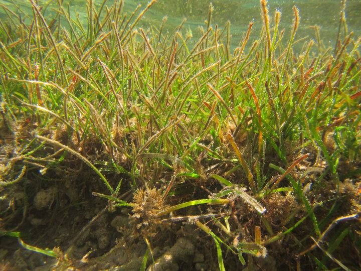 In the peaceful depths of the Pacific, Dr Shalini Singh unveils the vital role of #seagrasses in #MarineEcosystems, urging for their conservation amidst mounting threats #WorldSeagrassDay Read more: pasifika.news/2024/03/seagra…