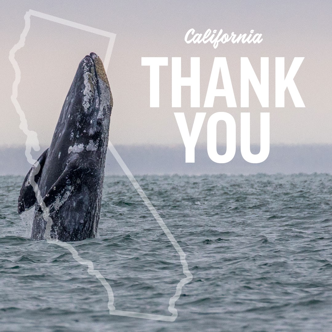 New funding will expand opportunities for California Dungeness crab fishermen using ropeless gear while protecting whales and sea turtles from entanglement. <a href="/oceana/">Oceana</a> commends participating fishermen and <a href="/OPC_California/">California Ocean Protection Council (OPC)</a> for supporting this investment 👏🐳🦀bit.ly/3uYUciI