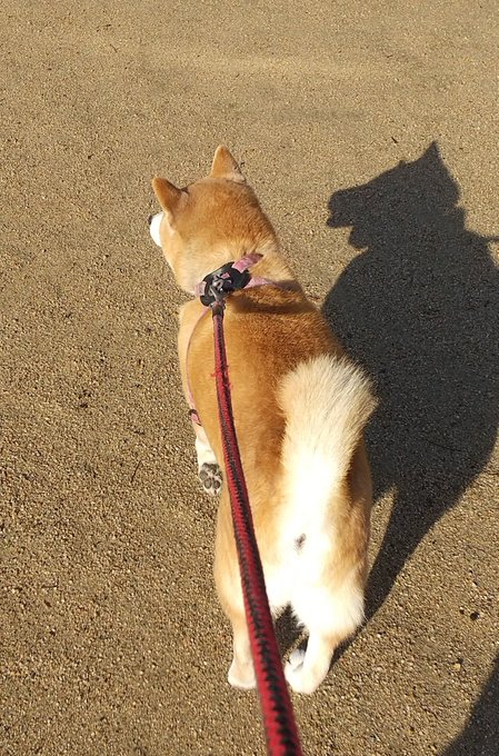 朝から成り行きで普段は使わない散歩コースへ。

あまり馴染みの無い公園もハナには楽しかったようです。 