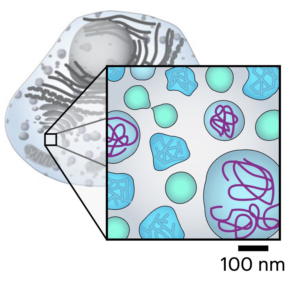 brangwynnelab (@brangwynnelab) on Twitter photo Congrats to former postdoc Felix Keber from our & <a href="/MartinWuhr/">Martin Wühr</a> lab on this fascinating paper using filtration experiments w mass spec to show that ubiquitous mesoscale condensate formation across >18% of the proteome. rdcu.be/dzXsA Congrats to former postdoc Felix Keber from our & <a href="/MartinWuhr/">Martin Wühr</a> lab on this fascinating paper using filtration experiments w mass spec to show that ubiquitous mesoscale condensate formation across >18% of the proteome. rdcu.be/dzXsA