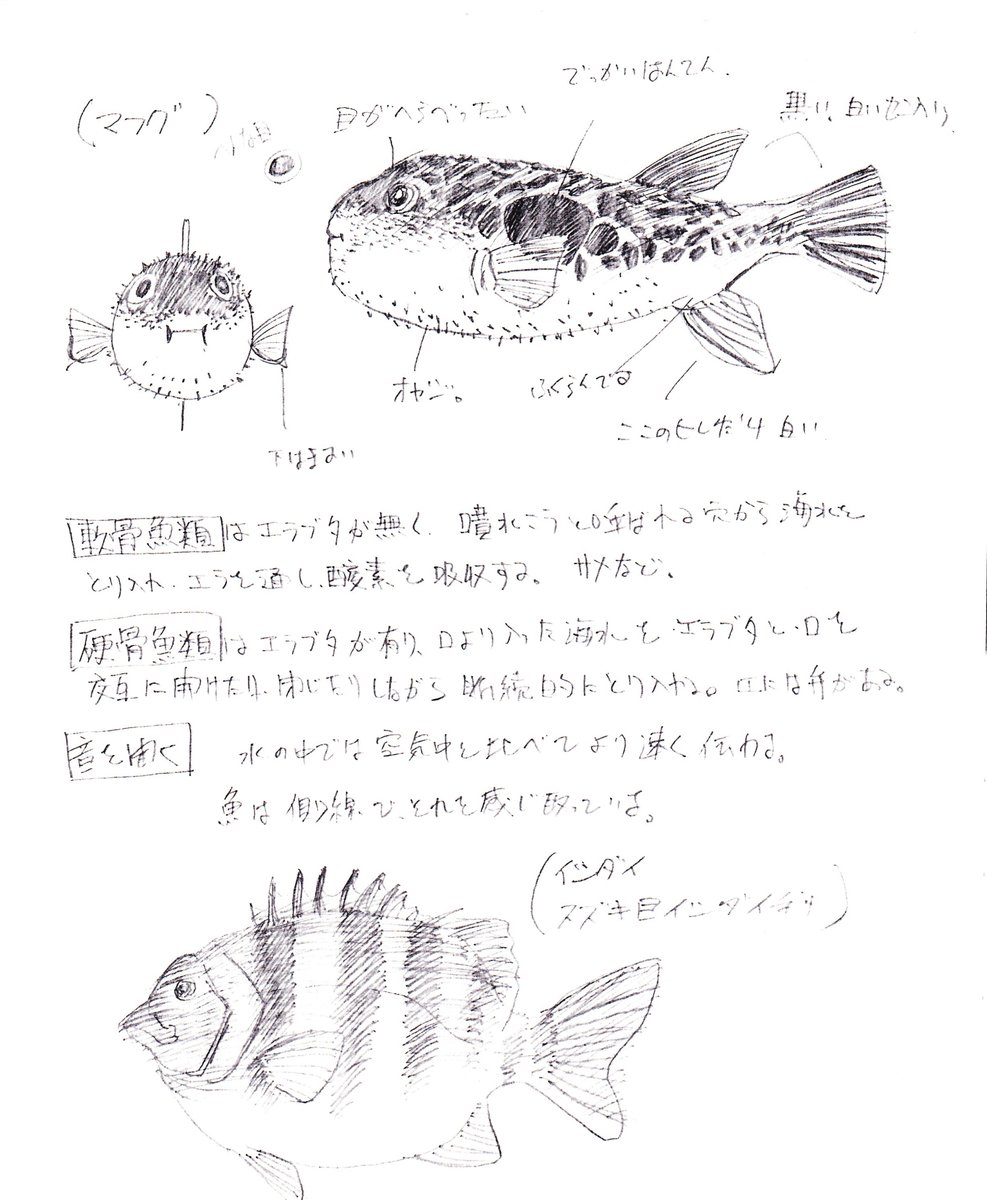 これは図鑑の模写。線画とトーン処理にハッチングやカケアミは必要 