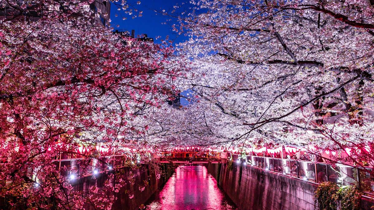 event_checker's tweet photo. 3/19(火)-31(日)東京・中目黒で目黒川沿いの桜並木のライトアップ開催。川面に映って揺れる幻想的な桜が楽しめます→https://t.co/rPqVbpAzfG https://t.co/cMzx28t0Fn