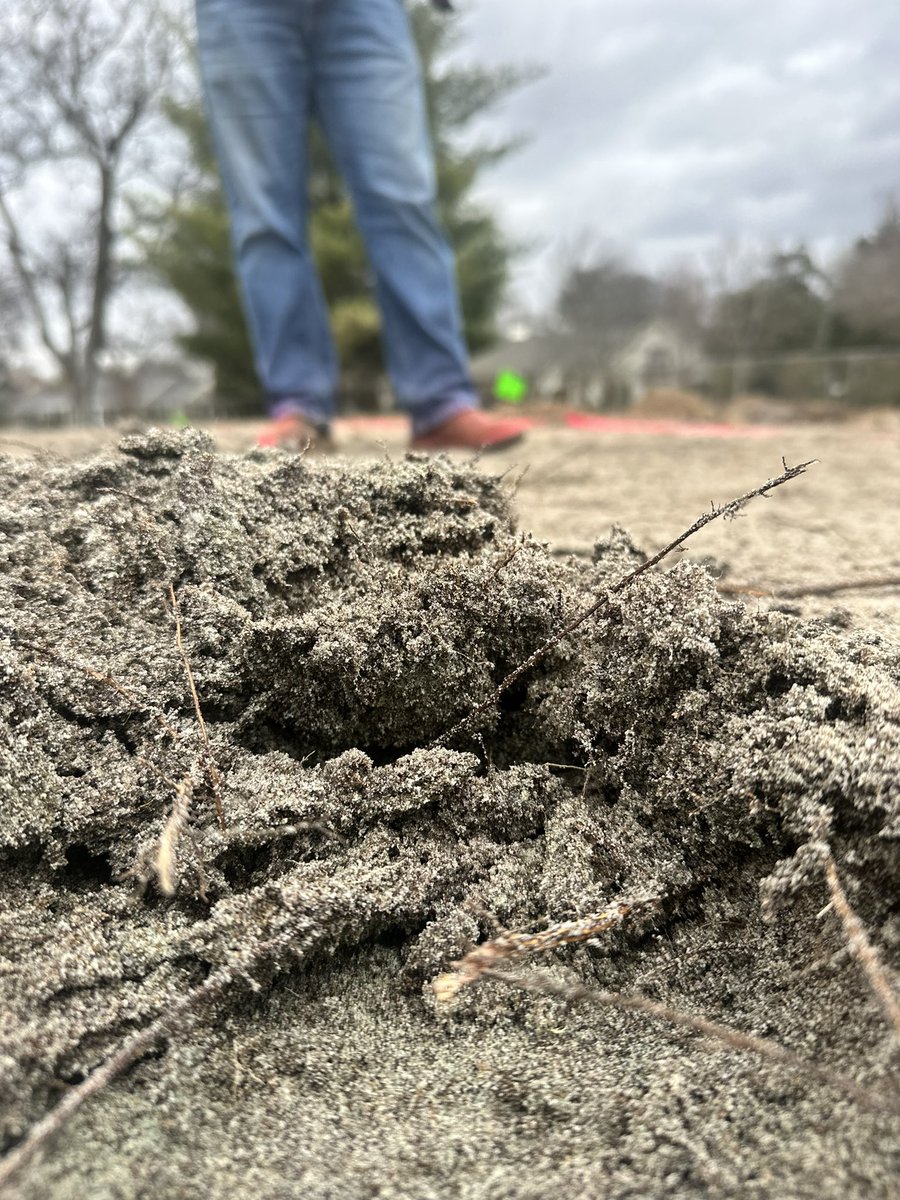 HCCAgronomy's tweet photo. 4green and 5 tee surrounds were stripped of old sod today.  Turf quality will vastly improve along the back apron and green with key tree removals. The roots extending 12-14ft into the green. https://t.co/AyRqDAJRkV