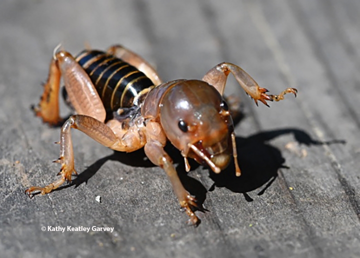 keatleygarvey's tweet photo. Bohart Museum of Entomology, #ucdavis, is hosting an open house on grasshopper, crickets and katydids from 1 to 4 p.m., Sunday, March 3, Room 1124, Academic Surge Building, 455 Crocker Lane. Sol Wantz to speak.  Free, family friendly. #BugSquad blog https://t.co/wYFIbJTHzz https://t.co/Z1pF59bp5m