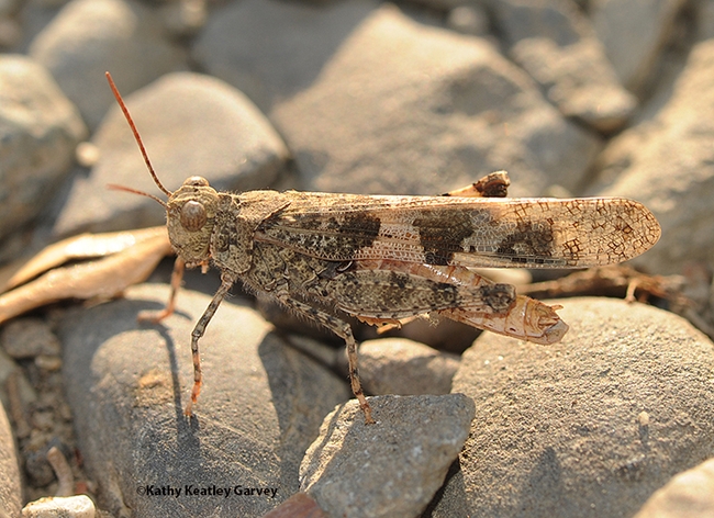 keatleygarvey's tweet photo. Bohart Museum of Entomology, #ucdavis, is hosting an open house on grasshopper, crickets and katydids from 1 to 4 p.m., Sunday, March 3, Room 1124, Academic Surge Building, 455 Crocker Lane. Sol Wantz to speak.  Free, family friendly. #BugSquad blog https://t.co/wYFIbJTHzz https://t.co/Z1pF59bp5m