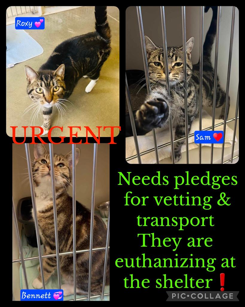 Needs pledges for vetting & transport 

They are euthanizing at the shelter❗️ 

Roxy
#55158344
F

Sam
#55226563
M 

Bennett
#55433111
M

Pledge. Donate. Foster

Russell Cnty-Phenix City AL 
#rescue #adopt  #cats #deathrowcats #deathrow  #codered #savingrussellcats
#stray #kittens