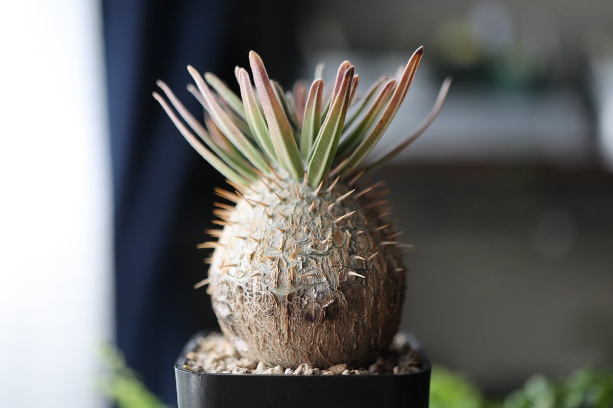 グラキリス実生 - Search / X