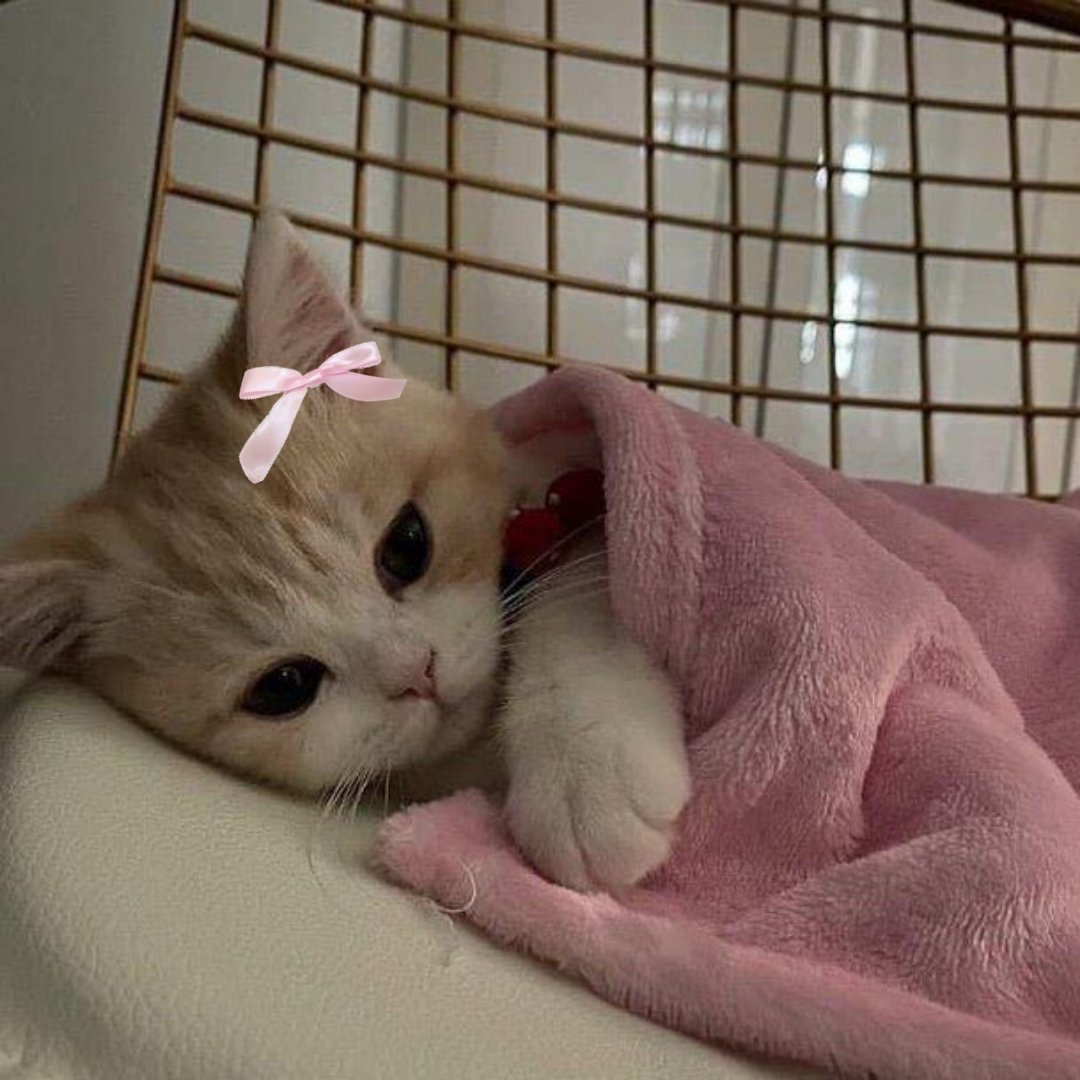 daintygukk's tweet photo. kittykoo 🎀 https://t.co/09XO17T1Wc