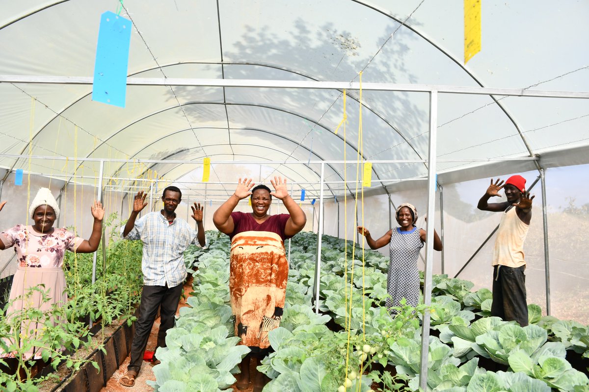 asdf_kenya's tweet photo. In Kenya, hydroponic farming has emerged as a promising solution to the challenges of traditional agriculture, especially in regions with limited arable land and water resources. 
Read full story here:https://t.co/MWmlyyMfHT https://t.co/inBfprAOpi