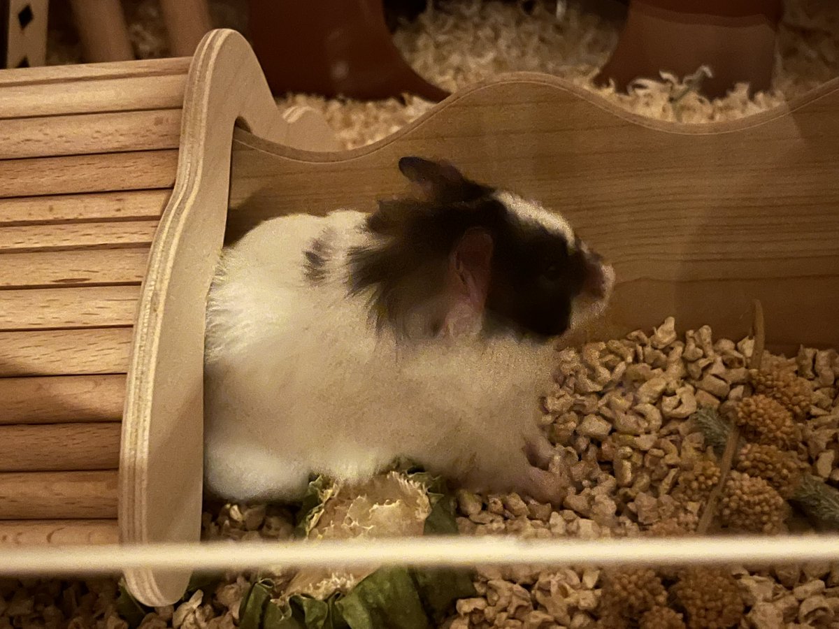 토끼! 🐇