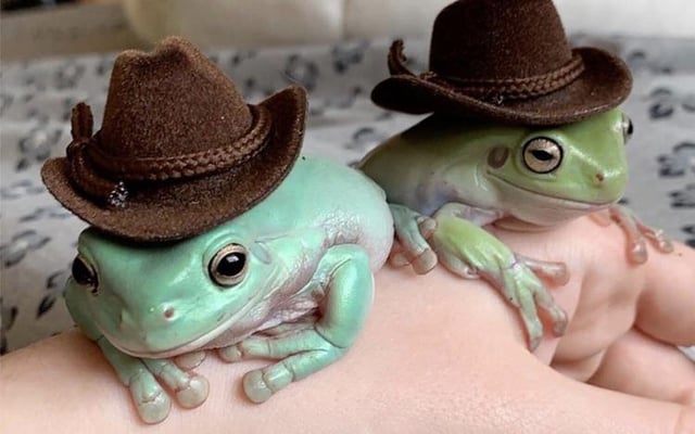 VGHL's tweet image. Grab your favorite frog and tune into the VGHL x @NxtWeekNow crossover episode at 11 PM youtube.com/@nextweeknow?s…