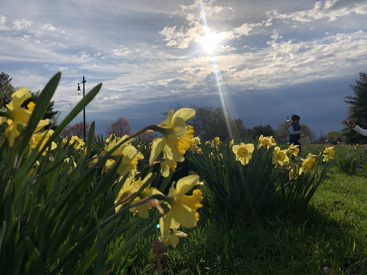 anu2000m's tweet photo. Goodbye February. Waiting for daffodils and magic moments like these 🌼🍀🌼
#February #February29 #Goodbye #SpringIsComing #Daffodils #SpringVibes #TBT #Spring2020 https://t.co/aFd0MAfZNZ