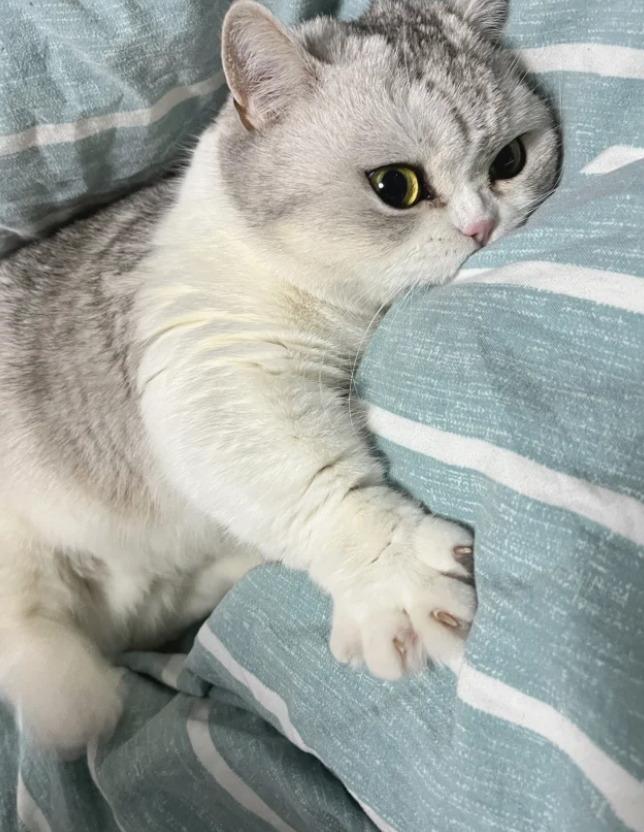 SheilaRazak's tweet photo. I love my stupid kitten.
He's so cute. He's so cute in everything. https://t.co/seUmDL9pw9