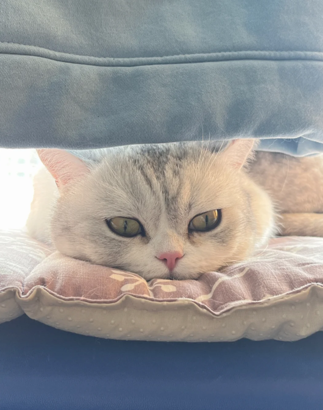 SheilaRazak's tweet photo. I love my stupid kitten.
He's so cute. He's so cute in everything. https://t.co/seUmDL9pw9