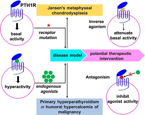 isciverse's tweet photo. Backbone Modification Provides a Long-Acting Inverse Agonist of Pathogenic, Constitutively Active PTH1R Variants

@J_A_C_S #Chemistry #Science #Chemed 

https://t.co/s7tAfbw1ye https://t.co/ugWMwCfFjz