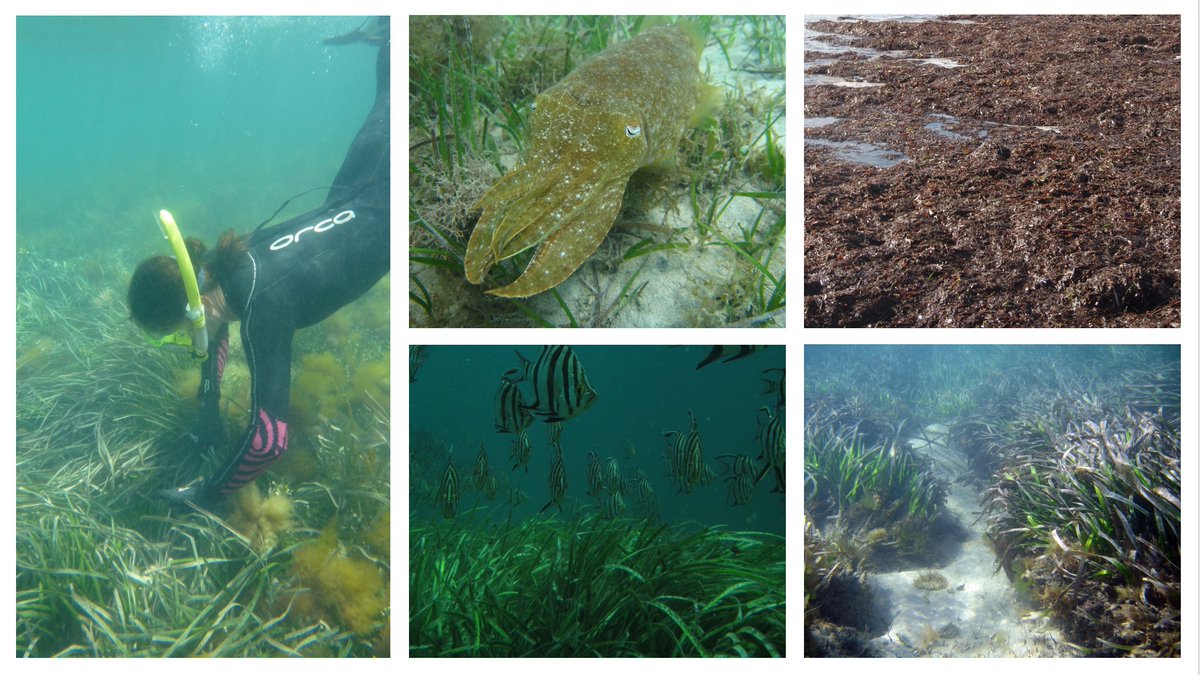 Let’s take a look at some globally important roles of #seagrasses: habitat for biodiversity, nutrient cycling,  carbon sequestration, erosion control.
Happy #WorldSeagrassDay