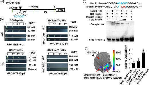 Hortres's tweet image. Unlocking the secrets of red-fleshed apples: MdNAC1 emerges as a key regulator in anthocyanin synthesis, shedding light on complex pathways. #AppleScience

@OxfordJournals 

Details: academic.oup.com/hr/article/10/…
