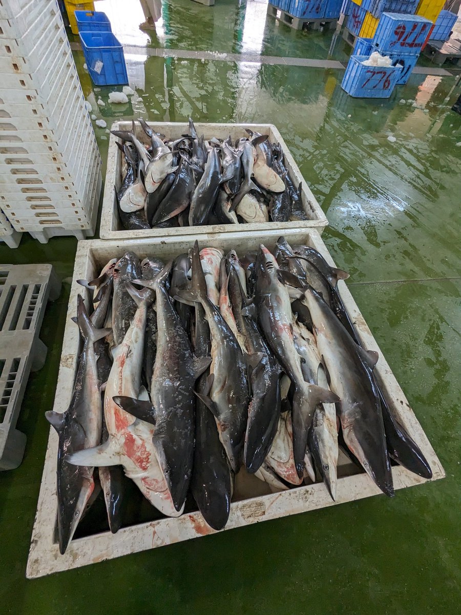 In Oman conducting a pilot study with <a href="/SciencesNCL/">Sciences at Newcastle</a> PhD student Miaad Al Maamari on shark catch in small scale fisheries. At Barka fish market with help from Sultan Quaboos University students. The plan is to assess diversity and catch levels for conservation status assessments.